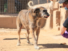 ARUNDO, Hund, Mischlingshund in Spanien - Bild 26