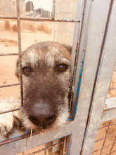 ARUNDO, Hund, Mischlingshund in Spanien - Bild 27