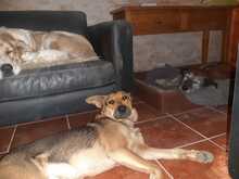 ARUNDO, Hund, Mischlingshund in Spanien - Bild 3