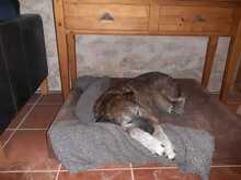 ARUNDO, Hund, Mischlingshund in Spanien - Bild 4