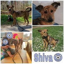 SHIVA, Hund, Mischlingshund in Goldbach - Bild 2