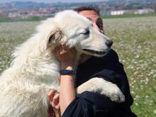 GALENO, Hund, Maremmano-Mix in Italien - Bild 4