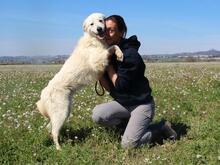 GALENO, Hund, Maremmano-Mix in Italien - Bild 5
