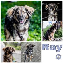 RAY, Hund, Mischlingshund in Pfatter - Bild 1