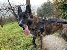 MAYA, Hund, Deutscher Schäferhund-Mix in Italien - Bild 7