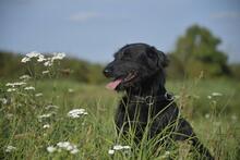 BEX, Hund, Mischlingshund in Ungarn - Bild 2