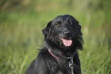 BEX, Hund, Mischlingshund in Ungarn - Bild 3