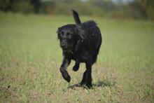 BEX, Hund, Mischlingshund in Ungarn - Bild 4