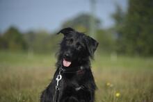 BEX, Hund, Mischlingshund in Vielank - Bild 1