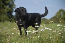 BEX, Hund, Mischlingshund in Vielank - Bild 5