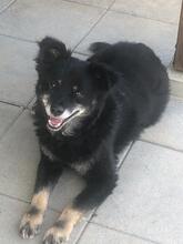 MAYLO, Hund, Mischlingshund in Sinsheim - Bild 2