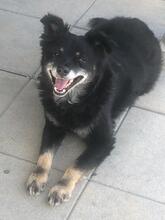 MAYLO, Hund, Mischlingshund in Sinsheim - Bild 4