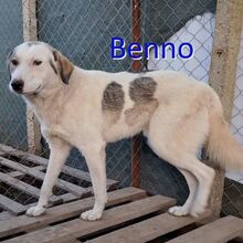 BENNO, Hund, Mischlingshund in Bulgarien - Bild 1