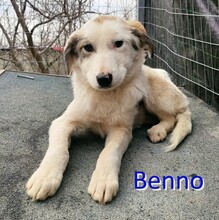 BENNO, Hund, Mischlingshund in Bulgarien - Bild 3