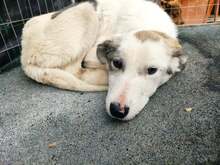 BENNO, Hund, Mischlingshund in Bulgarien - Bild 5
