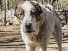 ALICE, Hund, Herdenschutzhund in Bulgarien - Bild 1