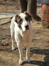 ALICE, Hund, Herdenschutzhund in Bulgarien - Bild 10