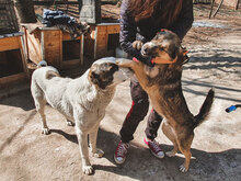 ALICE, Hund, Herdenschutzhund in Bulgarien - Bild 11