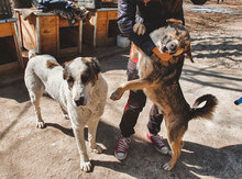 ALICE, Hund, Herdenschutzhund in Bulgarien - Bild 12