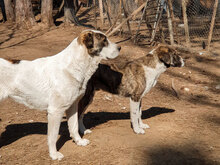 ALICE, Hund, Herdenschutzhund in Bulgarien - Bild 13