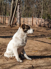 ALICE, Hund, Herdenschutzhund in Bulgarien - Bild 14