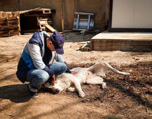 ALICE, Hund, Herdenschutzhund in Bulgarien - Bild 16