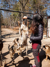 ALICE, Hund, Herdenschutzhund in Bulgarien - Bild 17