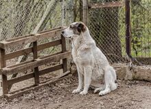 ALICE, Hund, Herdenschutzhund in Bulgarien - Bild 2