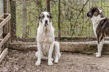 ALICE, Hund, Herdenschutzhund in Bulgarien - Bild 4