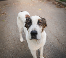 ALICE, Hund, Herdenschutzhund in Bulgarien - Bild 5