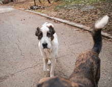 ALICE, Hund, Herdenschutzhund in Bulgarien - Bild 6