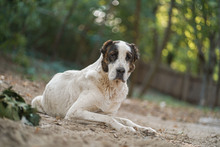 ALICE, Hund, Herdenschutzhund in Bulgarien - Bild 7