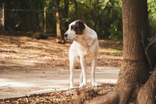 ALICE, Hund, Herdenschutzhund in Bulgarien - Bild 8