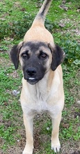 LORI, Hund, Mischlingshund in Griechenland - Bild 12