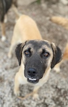 LORI, Hund, Mischlingshund in Griechenland - Bild 14