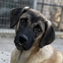 LORI, Hund, Mischlingshund in Griechenland - Bild 15