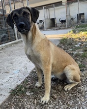 LORI, Hund, Mischlingshund in Griechenland - Bild 16