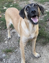 LORI, Hund, Mischlingshund in Griechenland - Bild 18