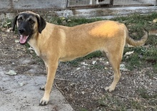LORI, Hund, Mischlingshund in Griechenland - Bild 19