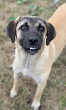 LORI, Hund, Mischlingshund in Griechenland - Bild 2