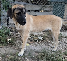 LORI, Hund, Mischlingshund in Griechenland - Bild 23