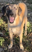 LORI, Hund, Mischlingshund in Griechenland - Bild 25