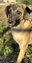 LORI, Hund, Mischlingshund in Griechenland - Bild 26
