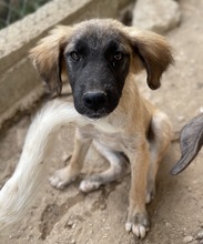 LORI, Hund, Mischlingshund in Griechenland - Bild 27