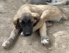 LORI, Hund, Mischlingshund in Griechenland - Bild 28