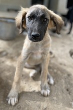 LORI, Hund, Mischlingshund in Griechenland - Bild 29