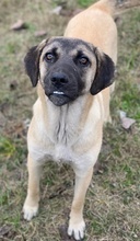 LORI, Hund, Mischlingshund in Griechenland - Bild 5