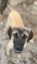 LORI, Hund, Mischlingshund in Griechenland - Bild 6