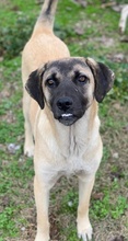 LORI, Hund, Mischlingshund in Griechenland - Bild 7