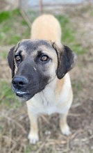LORI, Hund, Mischlingshund in Griechenland - Bild 8